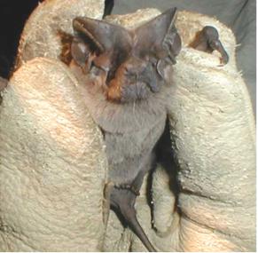 Pocketed free-tailed bat